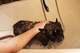 BAIN - BOULEDOGUE FRANCAIS 019
